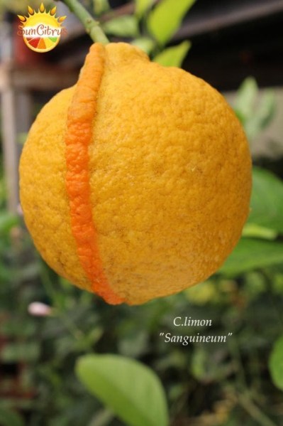 C.limon Sanguineum - 